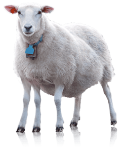 mouton-cinq-pattes300